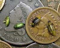 Researchers use nuclear methods to study pest-resistance in corn