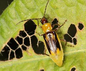 Delaying Resistance to Bt Corn in Western Corn Rootworm