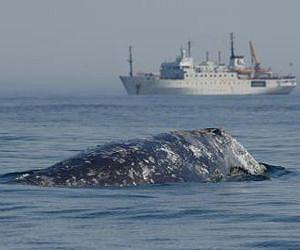 Keeping whales safe in sound