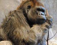 Improved ape genome assemblies provide new insights into human evolution