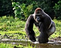 Gorillas can learn to clean food on their own, without social cues