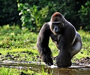 Can Metacognitive Ability Save The Lower Primates