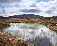 Boreal peatlands not a global warming time bomb