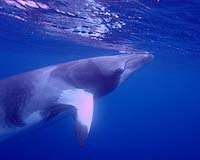 Norway authorises killing of 1,052 whales in 2007