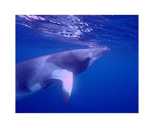 Minke Whales Not Eating Too Much