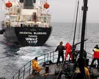 NZ Air Force Monitoring Antarctic Whaling Clashes