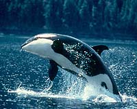 Killer Whales Exhibit Cultural Learning