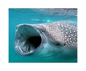 Whale Sharks Do The Math To Avoid That Sinking Feeling
