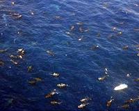 Whale shark fringe migration