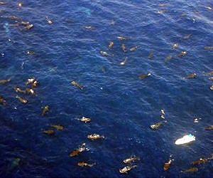Indonesia's 'unique' whale sharks get pet tags