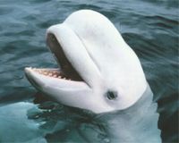 Alaska businesses fret beluga protections