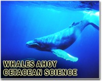 Anti-whaling activists barred from entering Faroe Islands