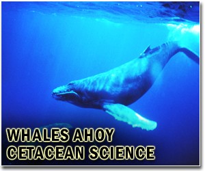 White whale rescue operation suspended