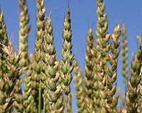 Fighting plant disease at warm temperatures keeps food on the table