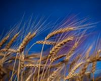 Kansas State University researchers staying ahead of wheat blast disease