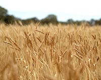 Dangerous nitrogen pollution could be halved