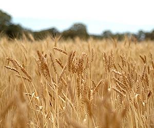 The latest genomic studies of wheat sheds new light on crop adaptation and domestication