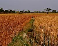 Speed breeding technique sows seeds of new green revolution