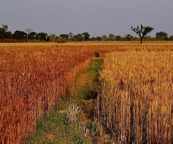 Origins of modern wheat may provide clues to making it stronger