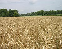 Chinese wheat bounces back from drought