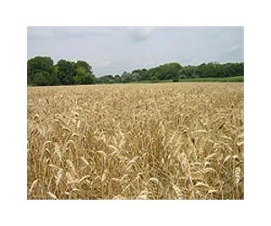 Russian drought devours world wheat supplies: US