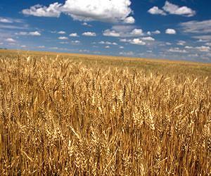 How will crops fare under climate change?