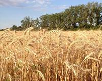 Aggressive plant fungus threatens wheat production
