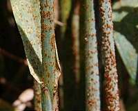 Study warns of return of forgotten crop pathogen