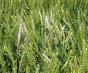 Combating Plant Diseases Is Key For Sustainable Crops