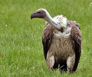 Vultures foraging far and wide face a poisonous future