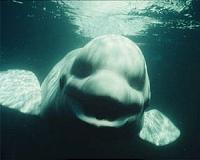 Captive beluga whales released into Iceland sea sanctuary