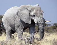Myanmar finds rare white elephant: state media