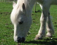 The Genetics Of The White Horse Unraveled