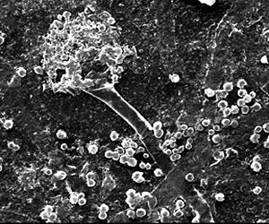 A New Way Of Decomposing BPA-containing Plastic