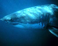 Unveiling The Underwater Ways Of The White Shark