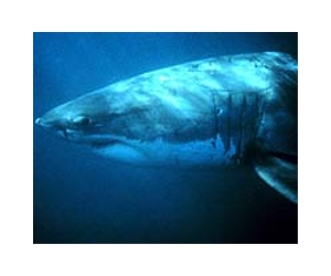 Shark attacks spike on new moons, Sundays: study