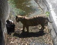 Venezuela's woes spread to zoos as animals feed on each other