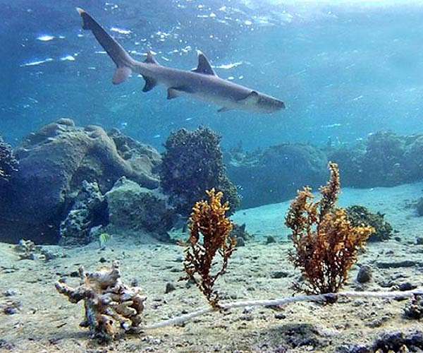Nations vote to extend protection to over 50 shark species