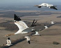 4.7 billion birds leave U.S. to winter in the tropics each fall