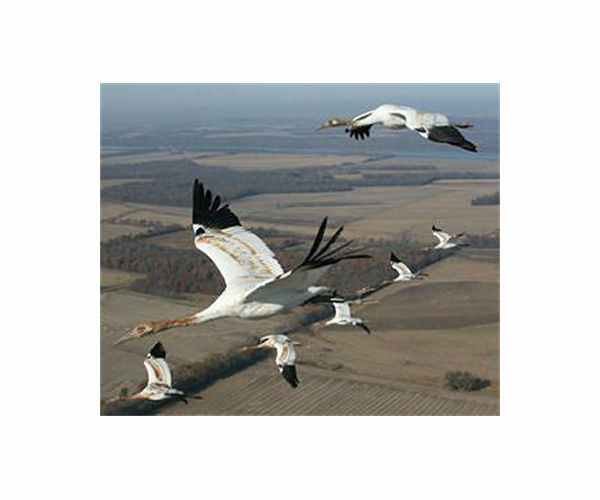 Global warming makes French reservoir a winter resort for migrating cranes
