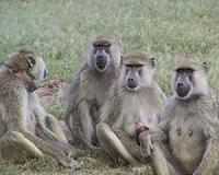 Social grooming can promote the spread of disease among monkeys