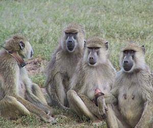 Understanding ourselves by studying the animal kingdom