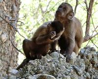 Monkeys are seen making stone flakes so humans are 'not unique' after all