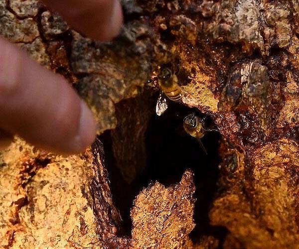Rare wild bees find has English country estate buzzing