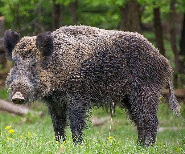 Algeria hunting season returns after quarter-century ban