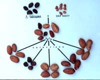 Paying Peanuts For Clean Water
