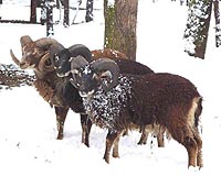 Climate change: Bye-bye, black sheep?