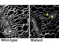 New understanding of plant growth brings promise of tailored products for industry