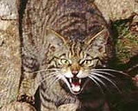 Vets reattach cat's face