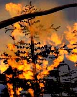 Wildfire Suppression Costs May Be Reduced Using New Model